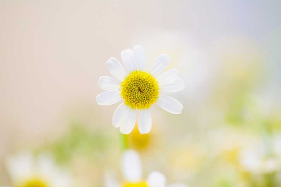 daisy-image